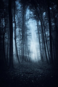 dark mysterious woods in fog at night