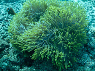 Clownfish in the sea anemone in the depths of the Indian ocean