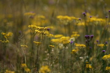 Obraz premium Stunning Field of yellow Flowers with a shallow depth of field taken at eye level, taken during the winter moths of South Africa
