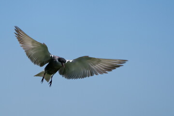 Wild birds in flight fighting for sitting place on a branch of a dead tree, shouting and screaming aggressively. Taken in a nature reserve of South Africa at a local water hole or a dam 