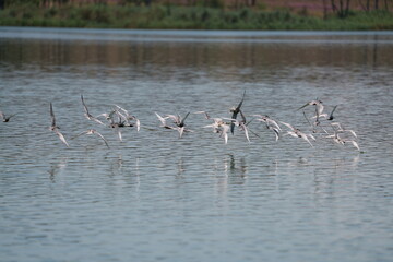Wild birds in flight fighting for sitting place on a branch of a dead tree, shouting and screaming aggressively. Taken in a nature reserve of South Africa at a local water hole or a dam 