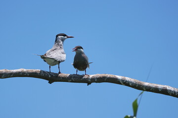 Wild birds in flight fighting for sitting place on a branch of a dead tree, shouting and screaming aggressively. Taken in a nature reserve of South Africa at a local water hole or a dam 
