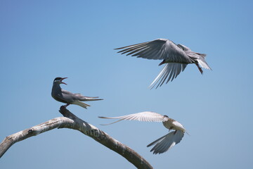Wild birds in flight fighting for sitting place on a branch of a dead tree, shouting and screaming aggressively. Taken in a nature reserve of South Africa at a local water hole or a dam 