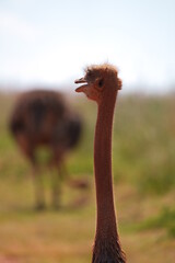 Ostrich necks sitting down and looking for predators and keeping the herd together. chucking dust...
