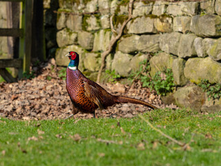 Pheasant by drystone wall
