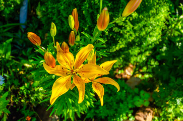 Obraz premium Yellow lilies in the garden on a summer morning.