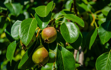 Two pears hang on a tree branch on a summer day.