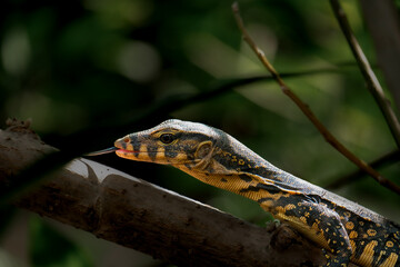 Varanus Salvator on a tree