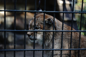 羽村動物園、はむら、動物園、zoo、埼玉、日本、