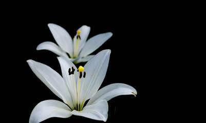 White lilies on a black background. White flowers.