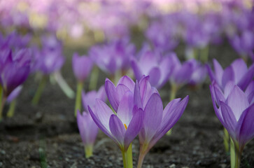 Crocuses are blue in summer in the garden.