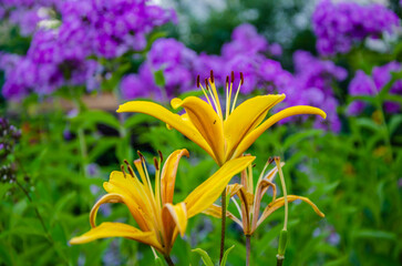 Obraz premium Yellow lilies among flowers in the garden in summer.
