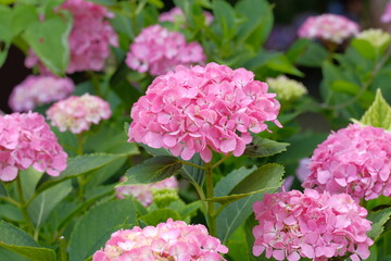 pink hydrangea in full blooming