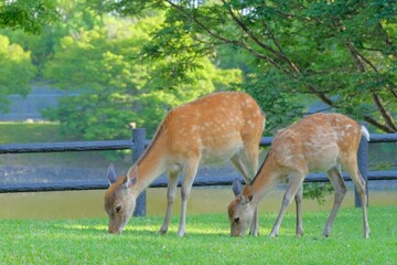 doe and fawn in Nara city,Japan