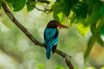 White-throated Kingfisher (Halcyon smyrnensis) Bird. Kingfisher Bird. Birds of Thailand.