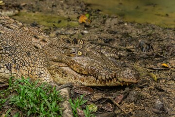 A portrait of a large Saltwater Crocodile in a muddy brown river in Borneo island