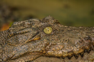 A portrait of a large Saltwater Crocodile in a muddy brown river in Borneo island