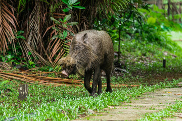 A portrait of a large Bearded Pig in the BakoNational park of Sarawak in Malaysian Borneo.