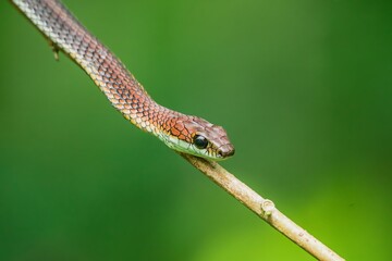 A close up portrait of a brown snake in Bako National Park, Sarawak. Borneo. Malaysia