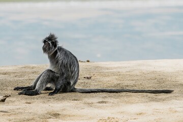 A portrait of a Silvered Leaf Monkey (Trachypithecus cristatus), Bako National Park, Borneo, Malaysia