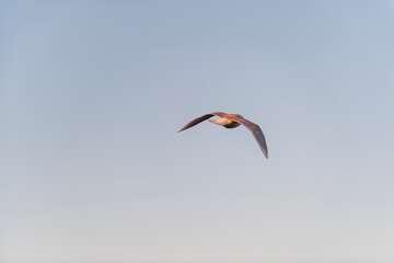 imagen de una gaviota volando con el cielo azul de fondo