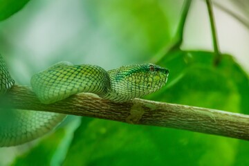 Borneo Keeled Pit Viper (Tropidolaemus subannulatus), one of the most iconic pit viper in Borneo.