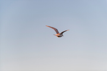 Fototapeta na wymiar imagen de una gaviota volando con el cielo azul de fondo