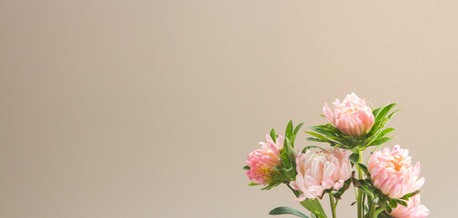 Fresh aster flowers on beige background. Beautiful fresh garden flowers with space for text.