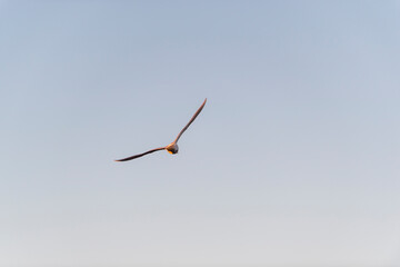 imagen de una gaviota volando con el cielo azul de fondo