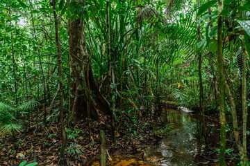 Trail through the jungle in the Bako national park - Borneo
