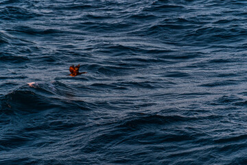imagen de una gaviota volando sobre el mar iluminada por la puesta de sol