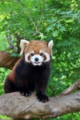 楓の木に登ったレッサーパンダ
