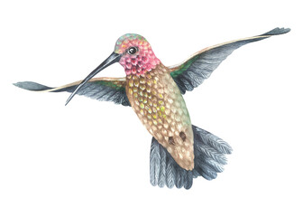 A hummingbird with a pink head (throat) flies looking down. Watercolor illustration. Tropical exotic bird. Isolated on a white background. For design prints, interior stickers, printing on home goods © Ekaterina