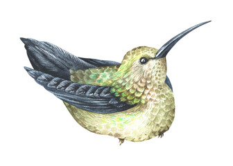 Obraz premium The hummingbird is sitting. Tropical exotic bird. Watercolor illustration. Isolated on a white background. For design prints, interior stickers, printing on fabrics and home goods