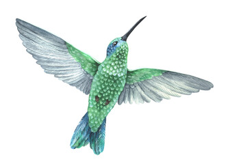 A green hummingbird flies up with spread wings. Tropical exotic bird. Watercolor illustration. Isolated on a white background. For design prints, interior stickers, printing on fabrics and home goods