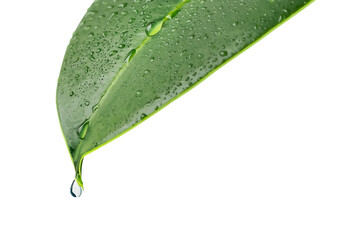 A green leaf of a plant with drops of water. A drop of water drips from the tip of the leaf....