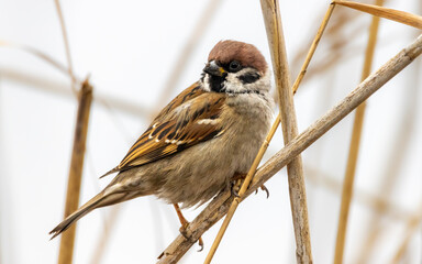 Eurasian tree sparrow. Sparrow is sitting on the branch close-up portrit. Beautiful tree sparrow in wildlife