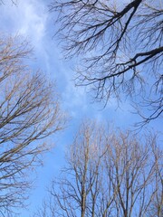 trees in the sky