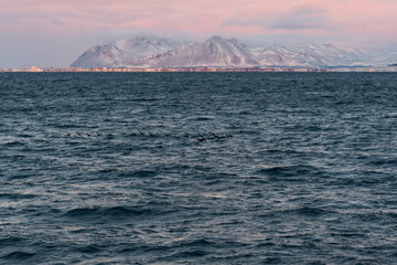 imagen de unas gaviotas volando sobre el mar, con las montañas de fondo y las ultimas luces del día dando un tono magenta al cielo