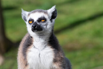 Naklejka na ściany i meble Ring-tailed lemur, lemur catta in Zoo The Netherlands.