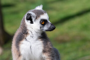 Ring-tailed lemur, lemur catta in Zoo The Netherlands.