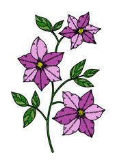 Purple clematis flower vector illustration hand drawn in sketch style