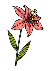 Pink lily flower vector illustration hand drawn in sketch style