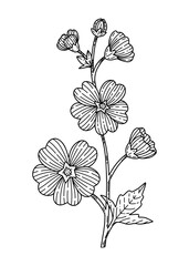 Outline mallow flower vector illustration hand drawn in sketch style