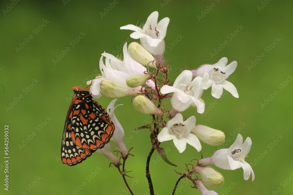 Poster Baltimore checkerspot butterfly (euphydryas phaeton) on foxglove penstemon (penstemon digitalis) 