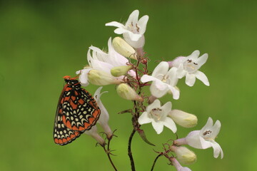 Baltimore checkerspot butterfly (euphydryas phaeton) on foxglove penstemon (penstemon digitalis)  - obrazy, fototapety, plakaty