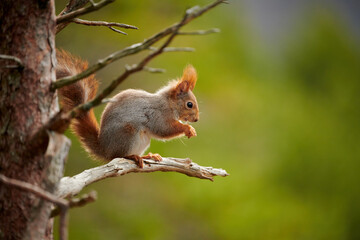 Red squirrel on a tree