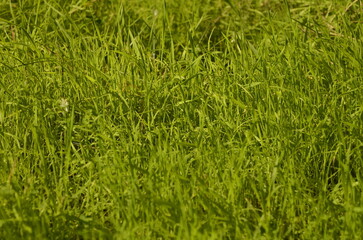 Green meadow, young fresh grass close up