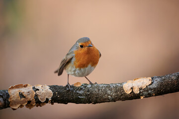 Obraz premium European robin (Erithacus rubecula)