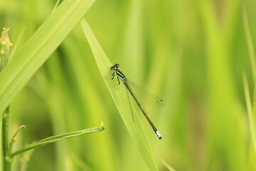 Damselfly on grass blade